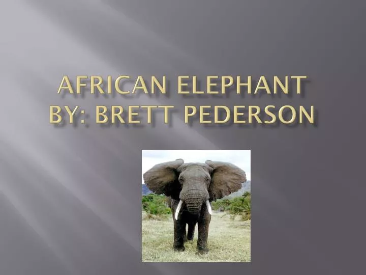 african elephant by brett pederson