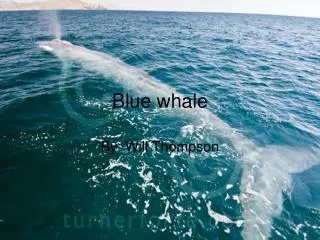 Blue whale