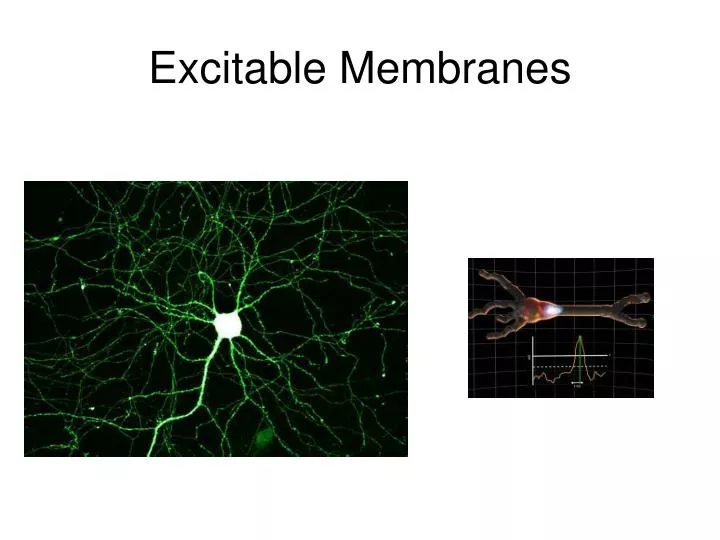 excitable membranes