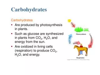 Carbohydrates