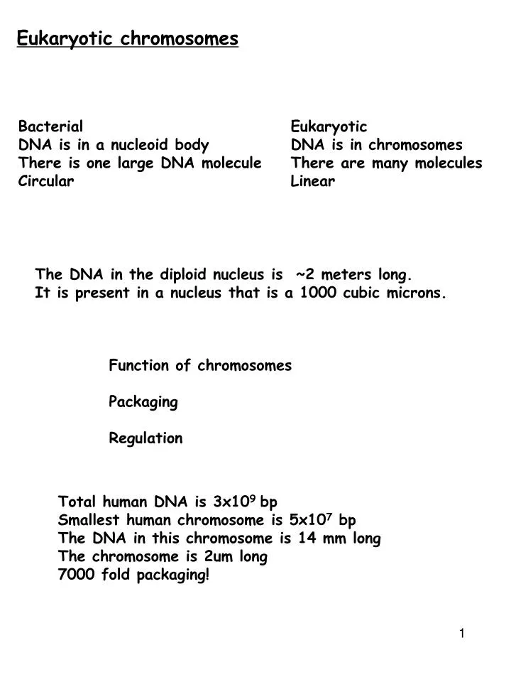 eukaryotic chromosomes