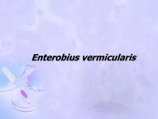 Enterobius vermicularis