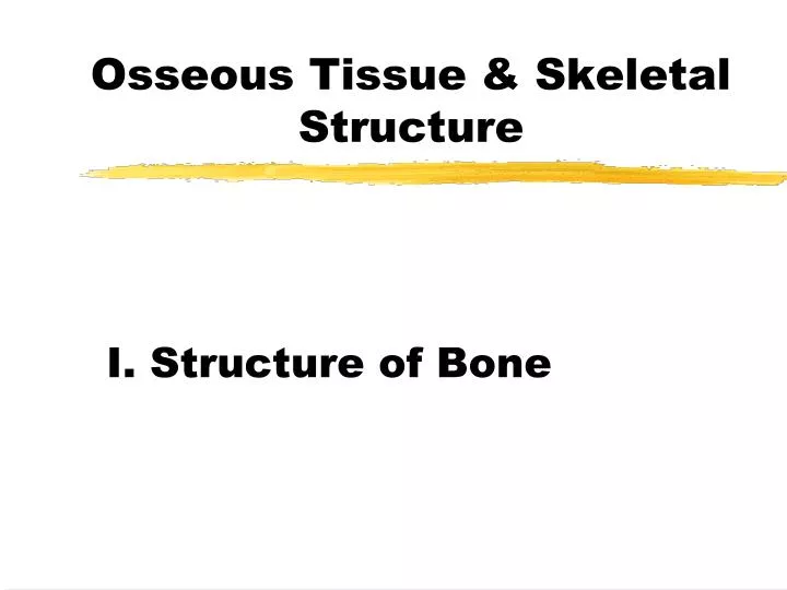 osseous tissue skeletal structure