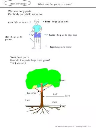 What are the parts of a tree?