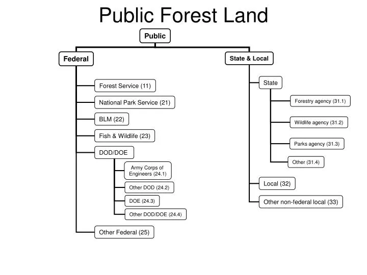 public forest land