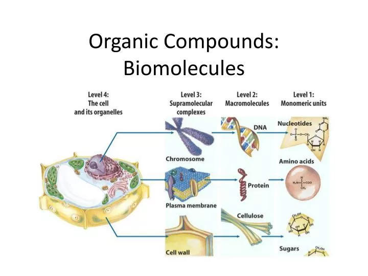 organic compounds biomolecules