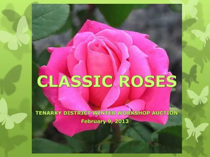 classic roses