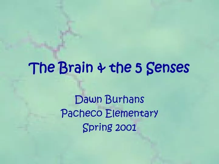 the brain the 5 senses