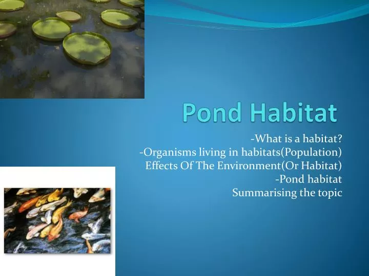 pond habitat