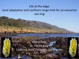 Life at the edge: local adaptation and northern range limit for an estuarine sea slug