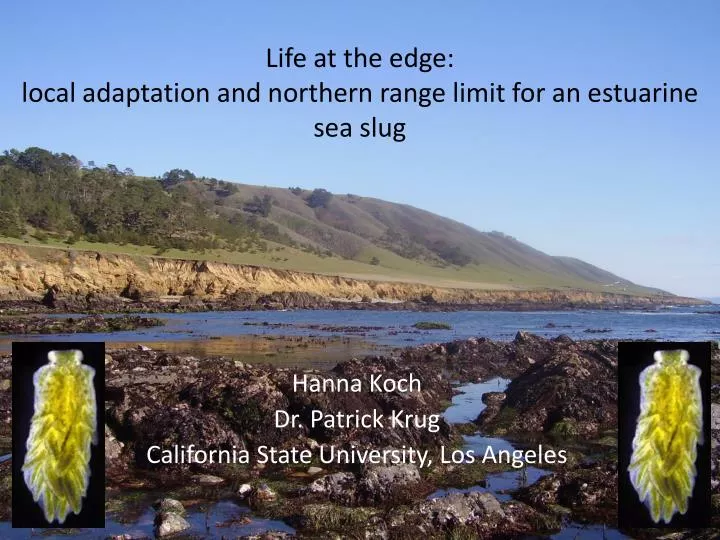 life at the edge local adaptation and northern range limit for an estuarine sea slug