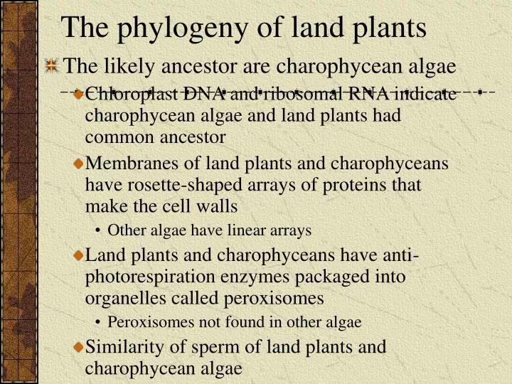 the phylogeny of land plants