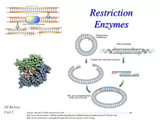 Restriction Enzymes