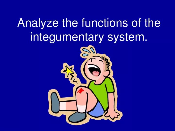 analyze the functions of the integumentary system