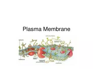 Plasma Membrane