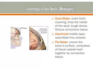 Coverings of the Brain (Meninges)
