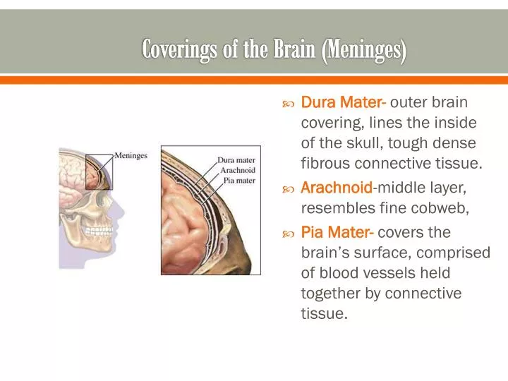 coverings of the brain meninges