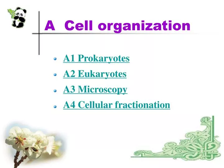a cell organization