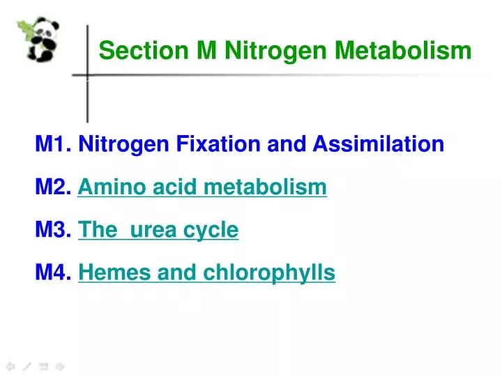 section m nitrogen metabolism