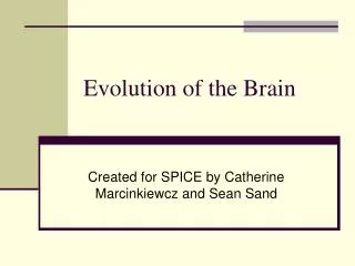 Evolution of the Brain