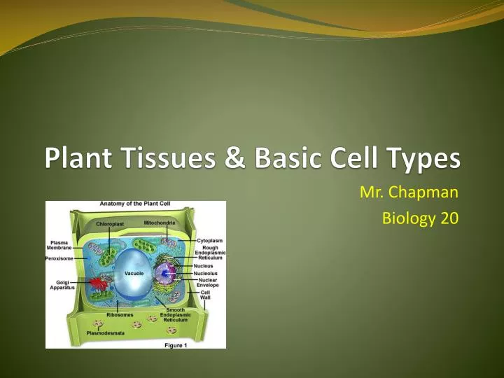 plant tissues basic cell types