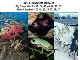 I. ORIGINS OF KINGDOM ANIMALIA