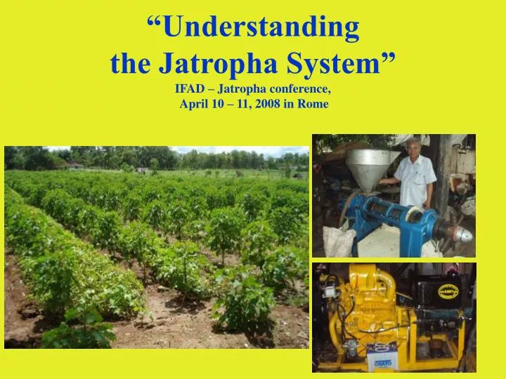 understanding the jatropha system ifad jatropha conference april 10 11 2008 in rome