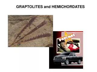 GRAPTOLITES and HEMICHORDATES