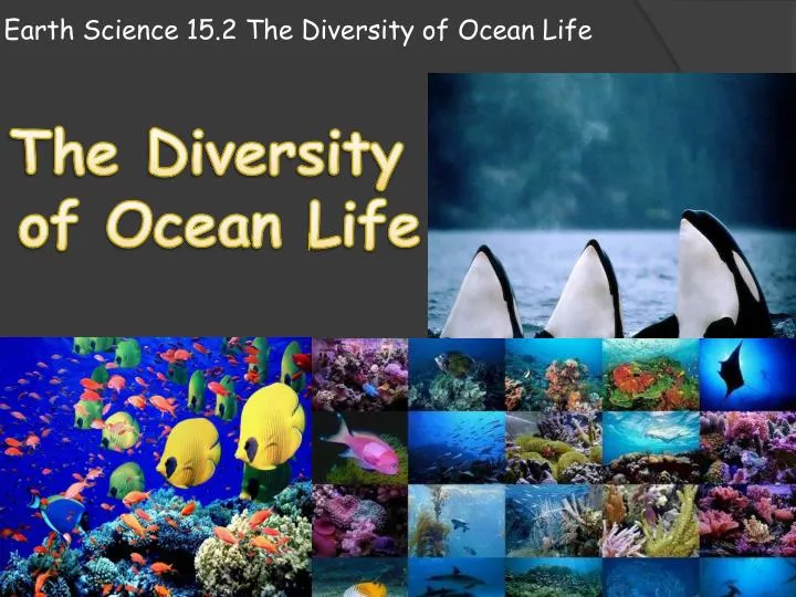 earth science 15 2 the diversity of o cean l ife