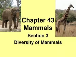 Chapter 43 Mammals