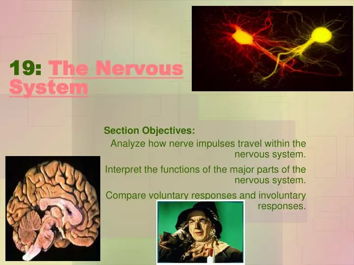 19 the nervous system