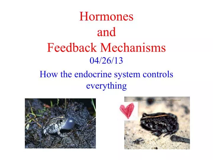 hormones and feedback mechanisms