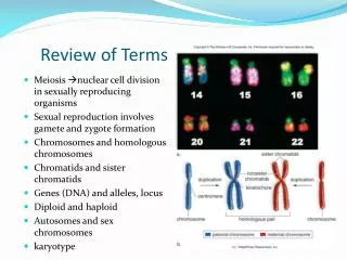 Review of Terms Used in Meiosis