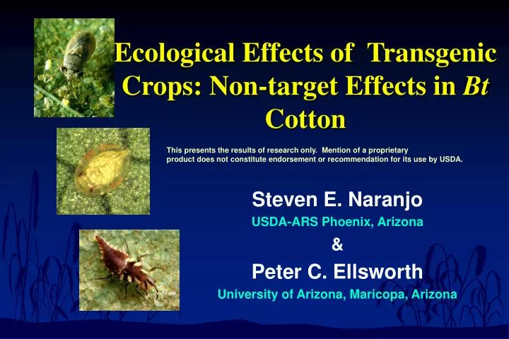ecological effects of transgenic crops non target effects in bt cotton
