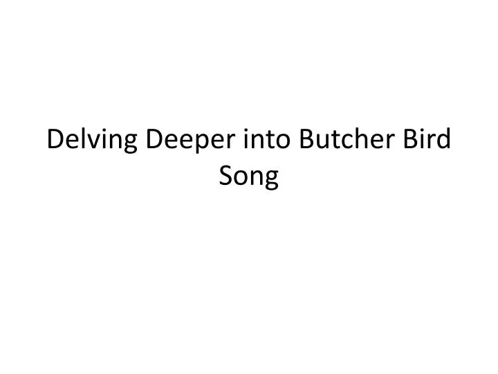 delving deeper into butcher bird song
