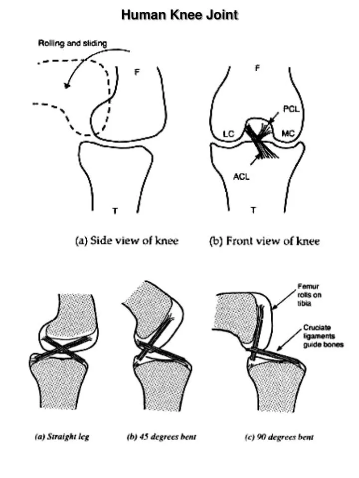 human knee joint