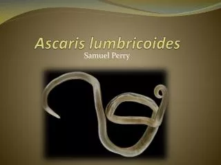 Ascaris lumbricoides