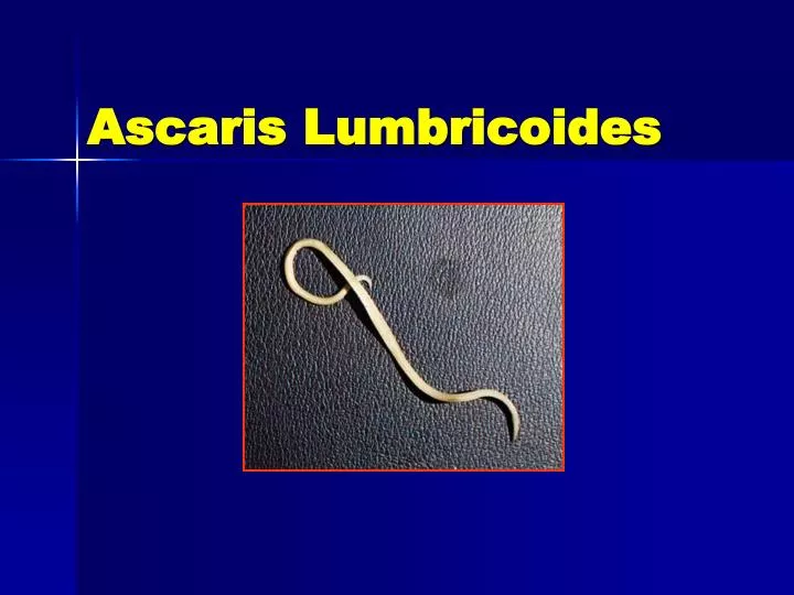 ascaris lumbricoides