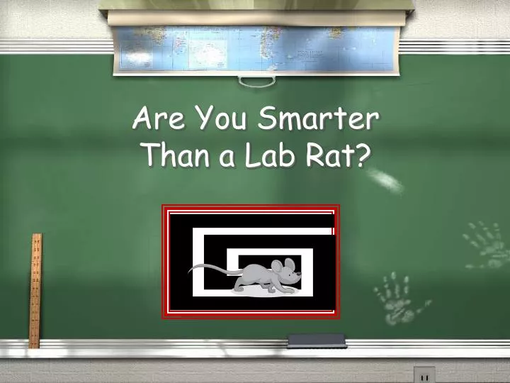 are you smarter than a lab rat