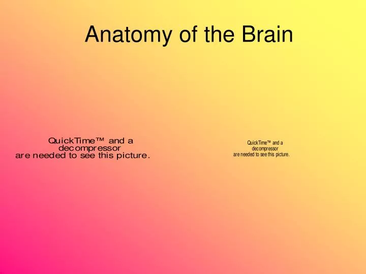 anatomy of the brain