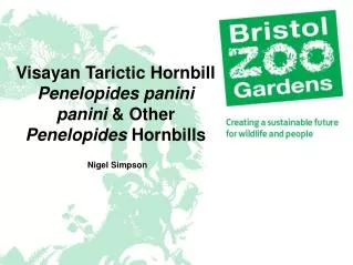 Visayan Tarictic Hornbill Penelopides panini panini &amp; Other Penelopides Hornbills