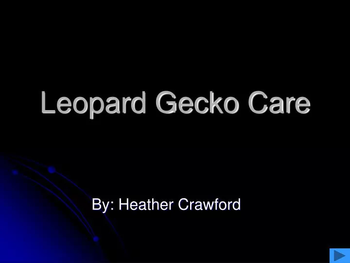 leopard gecko care