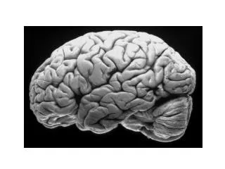 Cortex: Cingulate Gyrus, Precentral Gyrus, Postcentral Gyrus, Primary Visual Cortex
