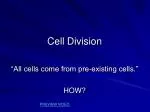 Cell Division - slide 1