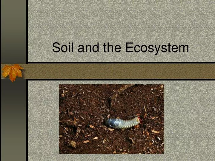 soil and the ecosystem
