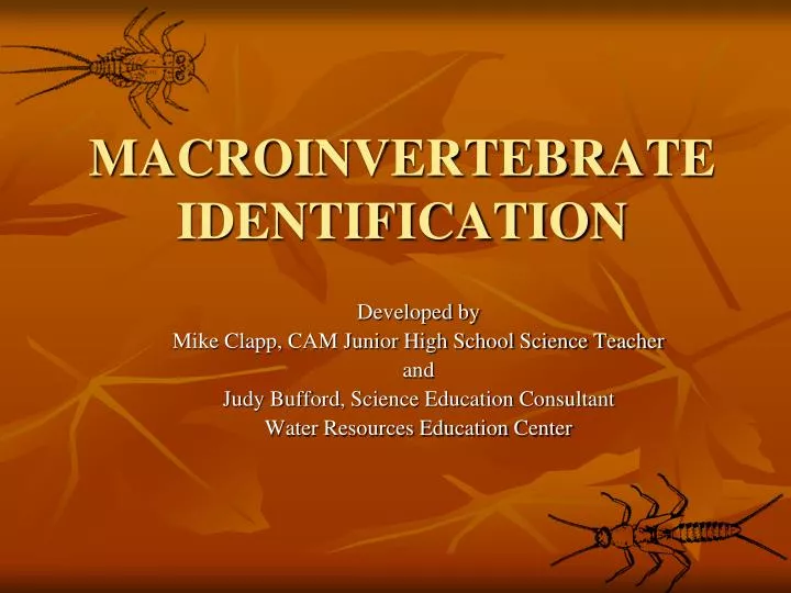 macroinvertebrate identification