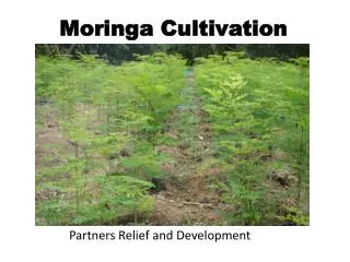 Moringa Cultivation
