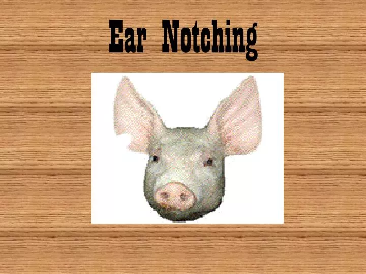 ear notching
