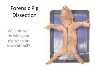 Forensic Pig Dissection