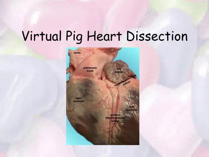 virtual pig heart dissection